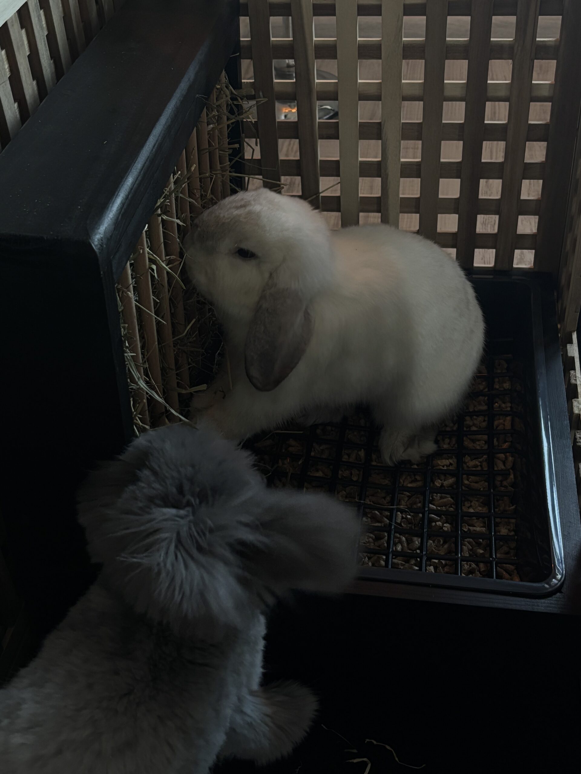 Kuwetopaśnik GLAMOUR - obrazek 6