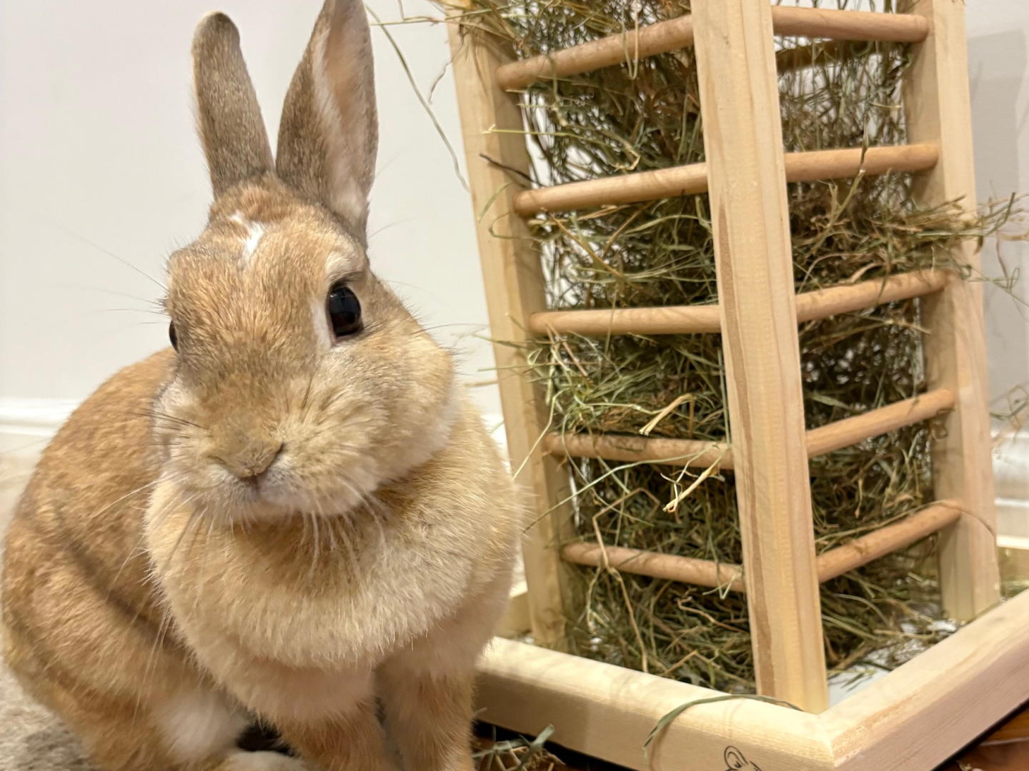 🐰 Mowa ciała królika – jak zrozumieć swojego uszatego przyjaciela?