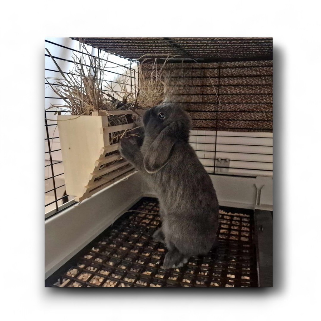 Paśnik na klatkowy SZARY - obrazek 8