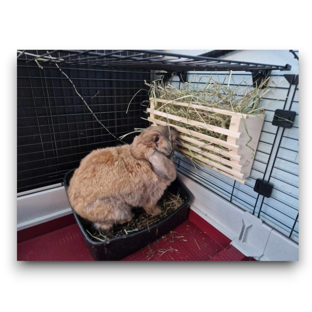 Paśnik na klatkowy - obrazek 6